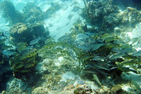 Колония люцианов. Coral Gardens.