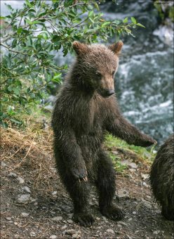 Совсем крохотный медвежонок.