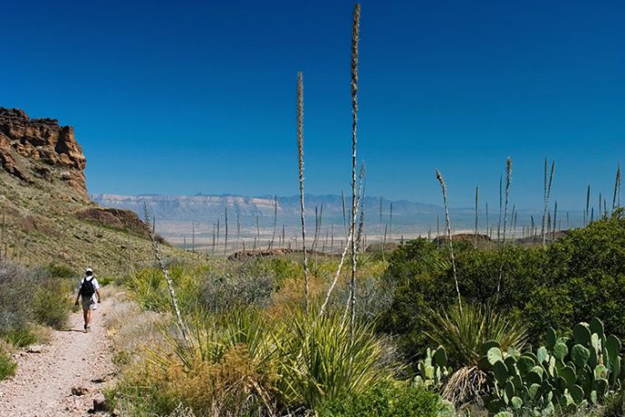 Кусты сотола в начале Соснового каньона (Pine Canyon trail).