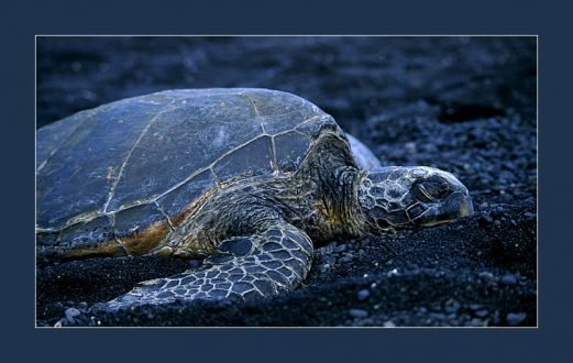 Спящая черепаха на черном пляже Punalu'u.