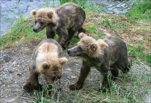 Трое медвежат подбираются к водопаду.