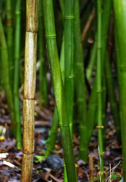 Молодые побеги бамбука вдоль тропы Pipiwai.