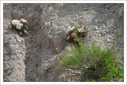 Gumbo lily, или Ослинник на краю каньона.