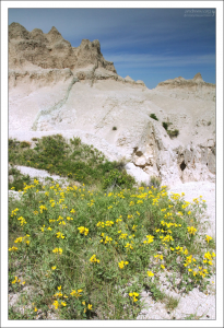 Заросли Термопсиса, или Prerie Goldenpea на тропе Notch Trail.