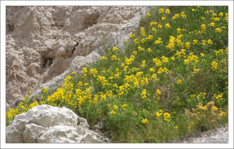 Заросли Термопсиса среди камней.
