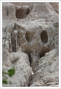 Чей-то череп с клювом :)