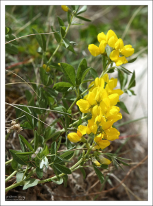 Цветы Золотого горошка, он же - Термопсис.