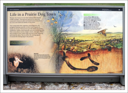 Схема разветвленной системы нор, где живут луговые собачки.