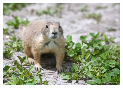 Prerie dog собственной персоной.