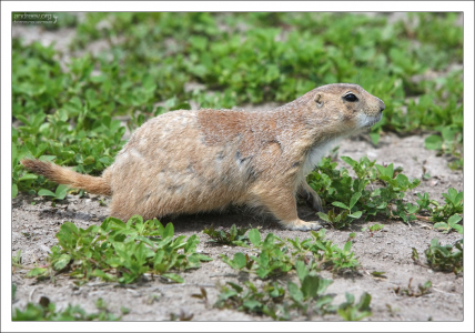 Очень короткий хвост для животного, настаивающего на своей принадлежности к семейству беличьих.