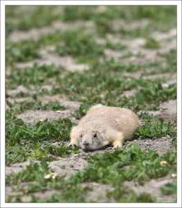 Сурок думает, что спрятался.