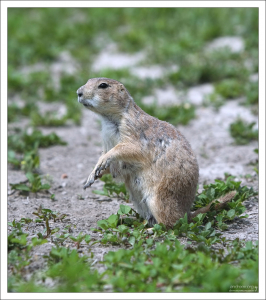 “Prairie dog” - это тявкаяющая белка с ободранным хвостом.