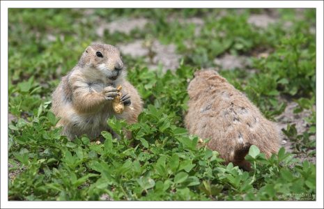 Самые упитанные представители города.