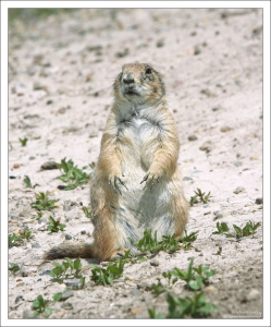 С конца августа сурки-циномисы впадают в спячку, чтобы пробудиться в феврале-марте.