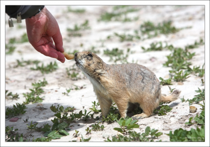Проверка угощения на съедобность.