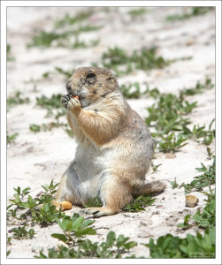 Луговые собачки жуют траву, поедают злаки, и иногда – насекомых.