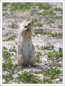 Луговая собачка - кормящая мать.