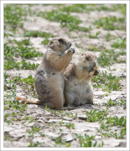 Парочка обжор.