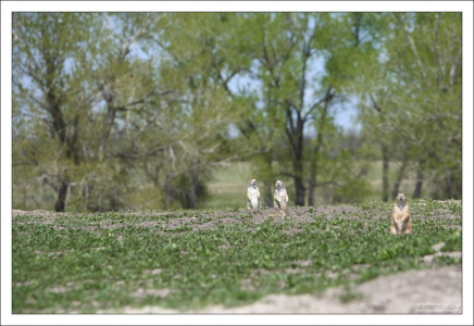 Просторы “Prairie dog town”.