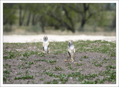 В окрестностях "Городка собаки прерий".