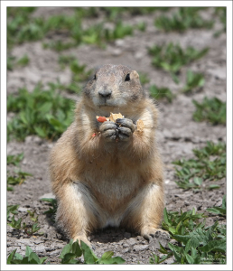 Еще немного - и в спячку.