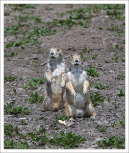 Двое из ларца.