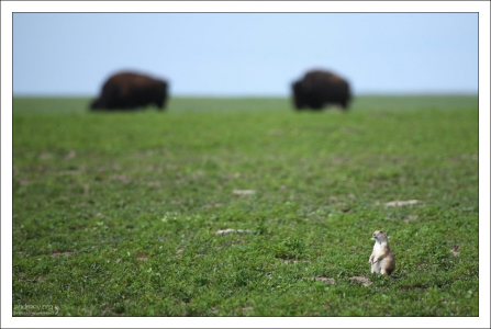 Сурок на фоне бизонов.