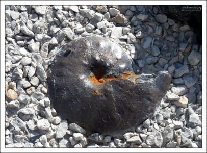 Модель ископаемого головоногого моллюска - аммонита.