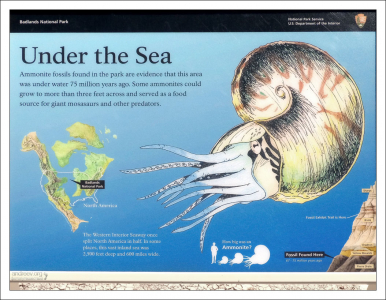Аммониты когда-то обитали на территории современных Бэдлендс.