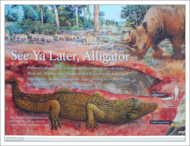 Аллигаторы жили на территории Бэдлендс 37 миллионов лет назад.