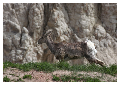 Самка барана-толсторога.