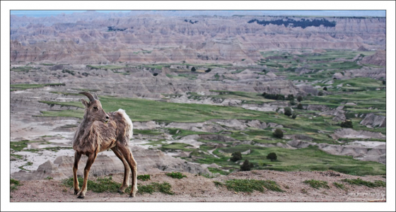Bighorn sheep на обзорной площадке Pinnacles Overlook.