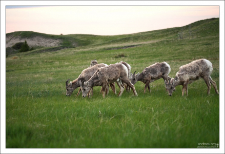 Группа прочесывания местности.