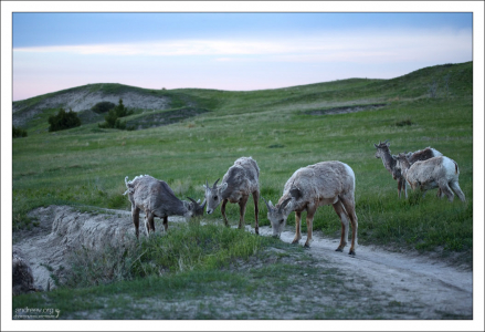 Самки баранов-толсторогов с детенышами.