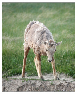 Детеныш бодается.