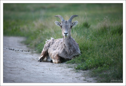 Угнездилась.