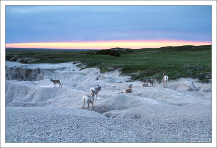 Бараны-толстороги устраиваются на ночлег.