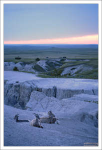 Bighorn sheep на ночевке.