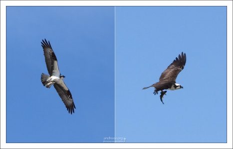 Скопа (Osprey) с уловом.
