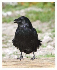 Ворон на парковке выпрашивает еду.