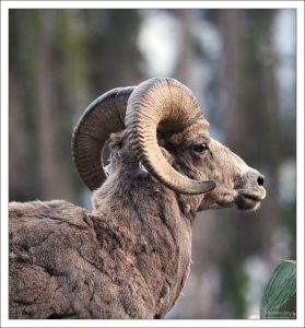 Баран-толсторог (Bighorn sheep).
