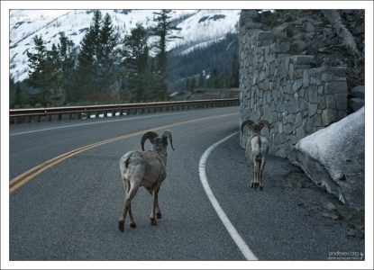 Группа баранов-толсторогов переходит дорогу.