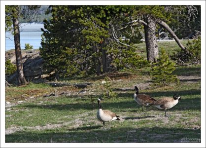 Казарки в гейзеровом бассейне West Thumb.