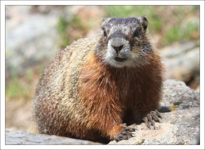 Желтобрюхий мармот (Yellow-bellied marmot).