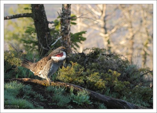 Dusky grouse, он же - Голубой тетерев.