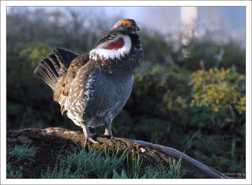 Голубой тетерев исполняет брачную песню.