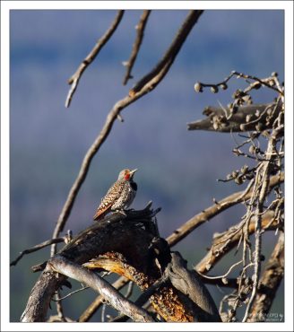Золотой шилоклювый дятел (Red-shafted flicker).