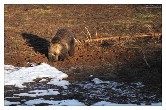 Медведь пришел на завтрак.