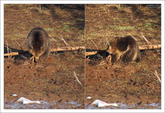 Мишка копается в грязи в поисках корешков.