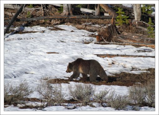 Гризли на снегу.